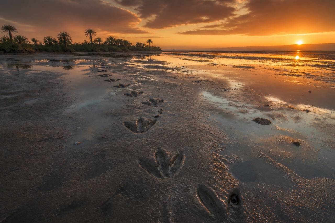 Fossil dinosaur tracks at Cal Orcko. Photo: Wikimedia Commons